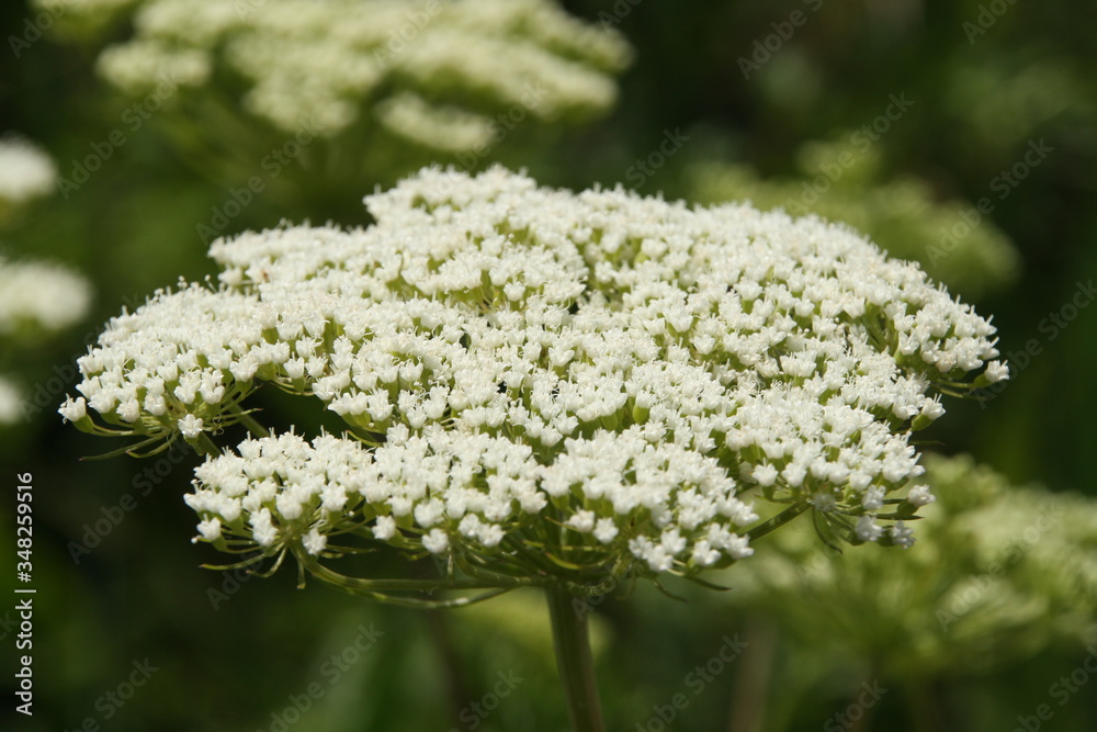 Blume Blume