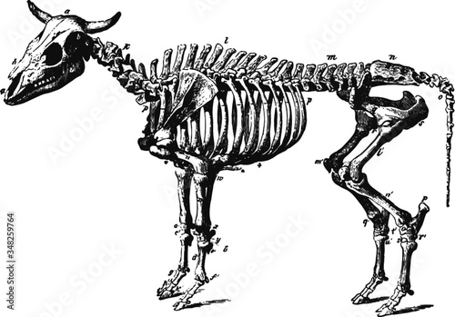 Skeleton diagram of a farm cow, Vector Sketch of a 19th century engraving