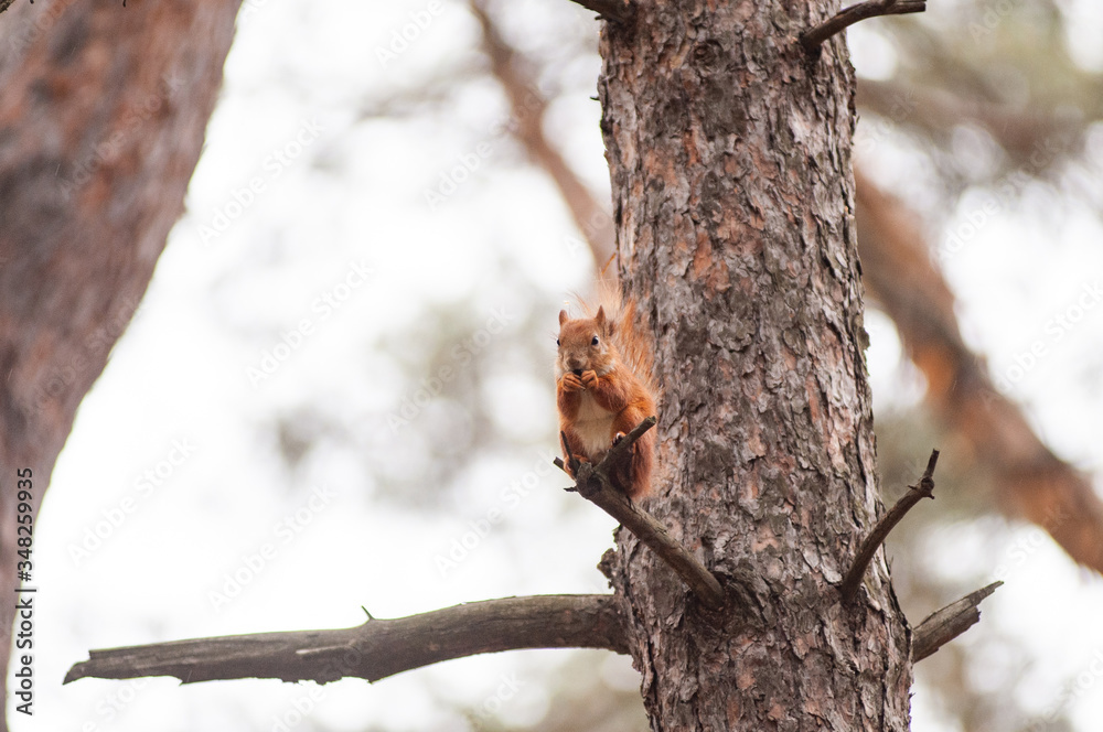Curious red squirrel on the tree trunk Curious red squirrel on the tree trunk