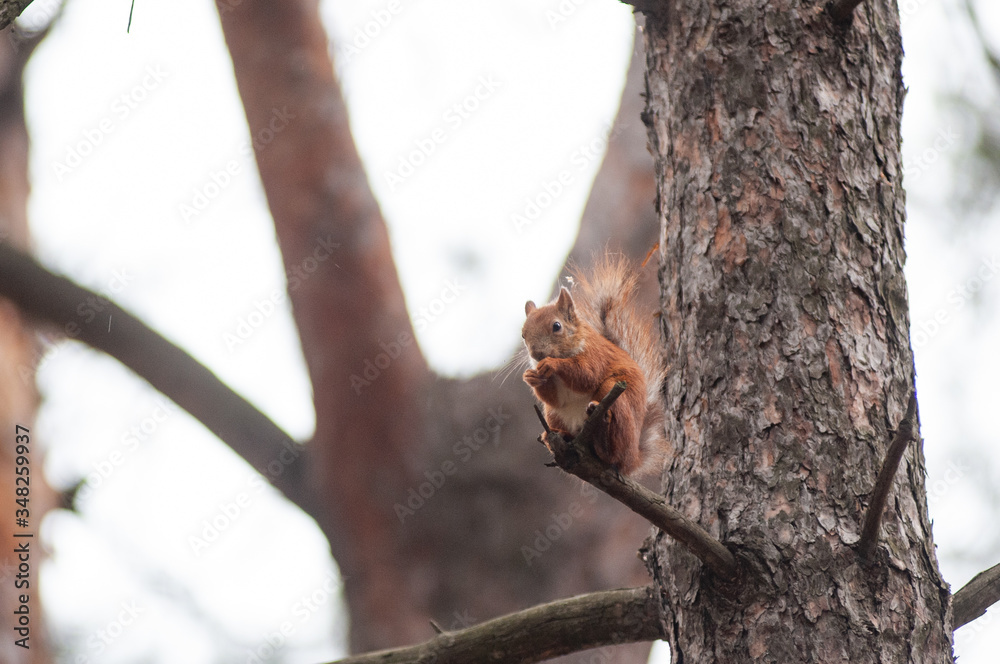 Obraz premium Curious red squirrel on the tree trunk
