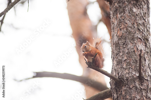 Curious red squirrel on the tree trunk © vitleo