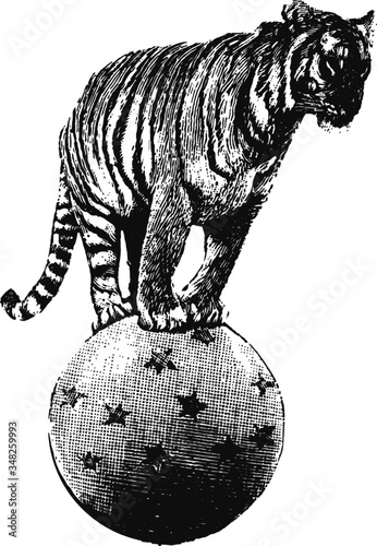 Circus Tiger performing a trick drawing, Vector Sketch of a 19th century engraving