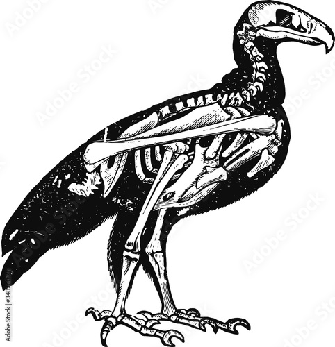 Hand drawn vector illustration of an eagle skeleton, Vector Sketch of a 19th century engraving