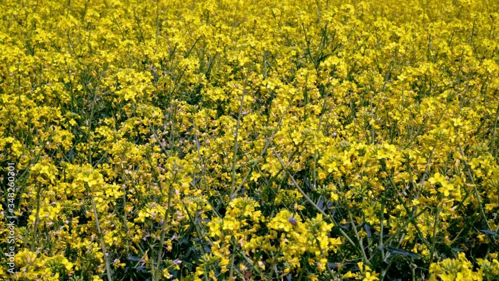 Many bees pollinate a rapeseed field on a sunny day. Many bees pollinate a rapeseed field on a sunny day.