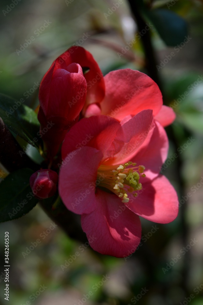 Fototapeta premium red spring flowers in the bush