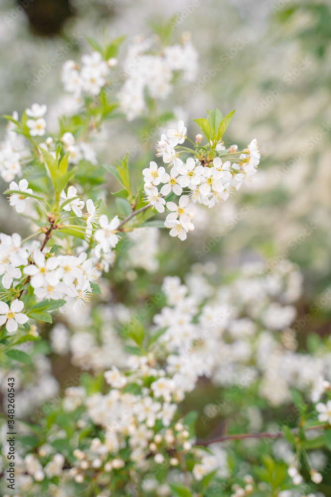 trees of apple, cherry, pear blossom in spring in a city park, garden