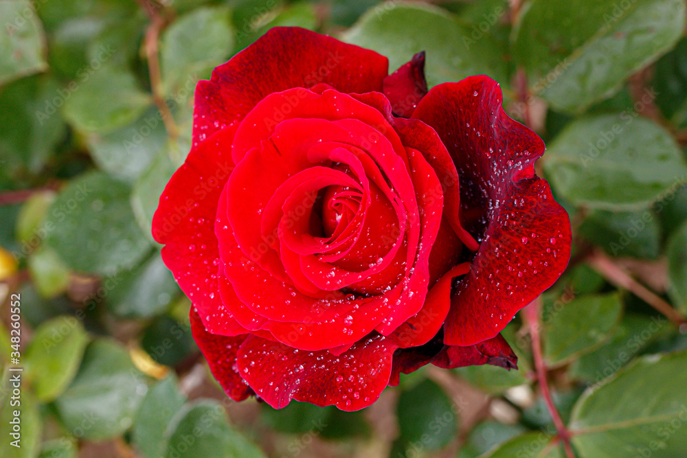 Beautiful Red Rose With Water Drops Close Up Beautiful Red Rose With Water Drops Close Up