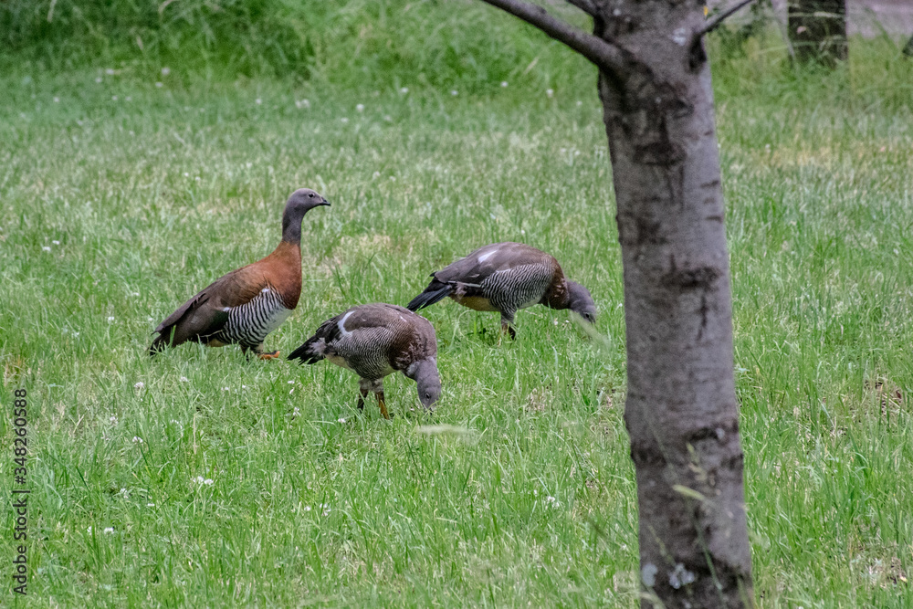 wild goose in the grass wild goose in the grass