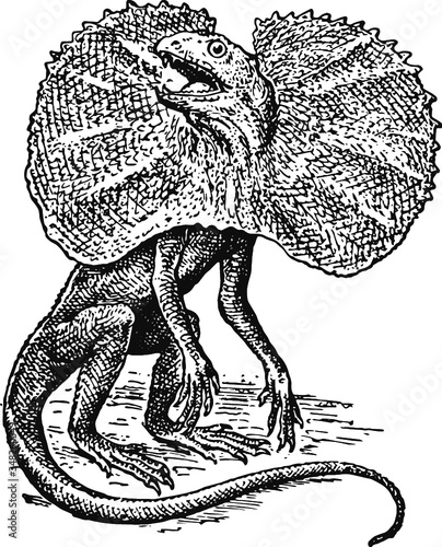 Frill necked lizard, Vector Drawing of a 19th century engraving