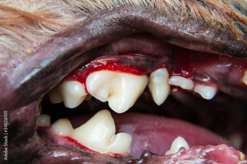 close-up photo of a dog teeth after tartarectomy or dental scalling © Todorean Gabriel
