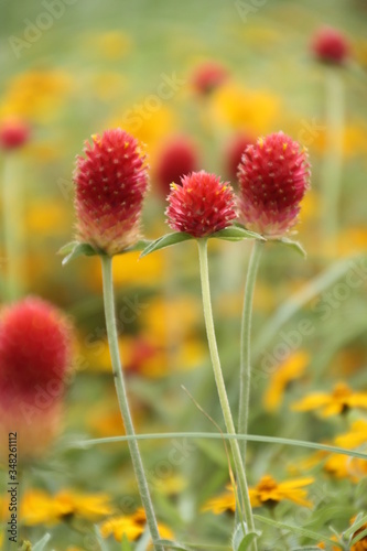 Blume © NaturePictures