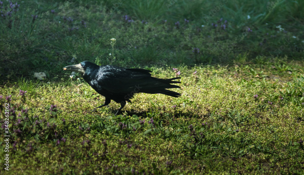 rook