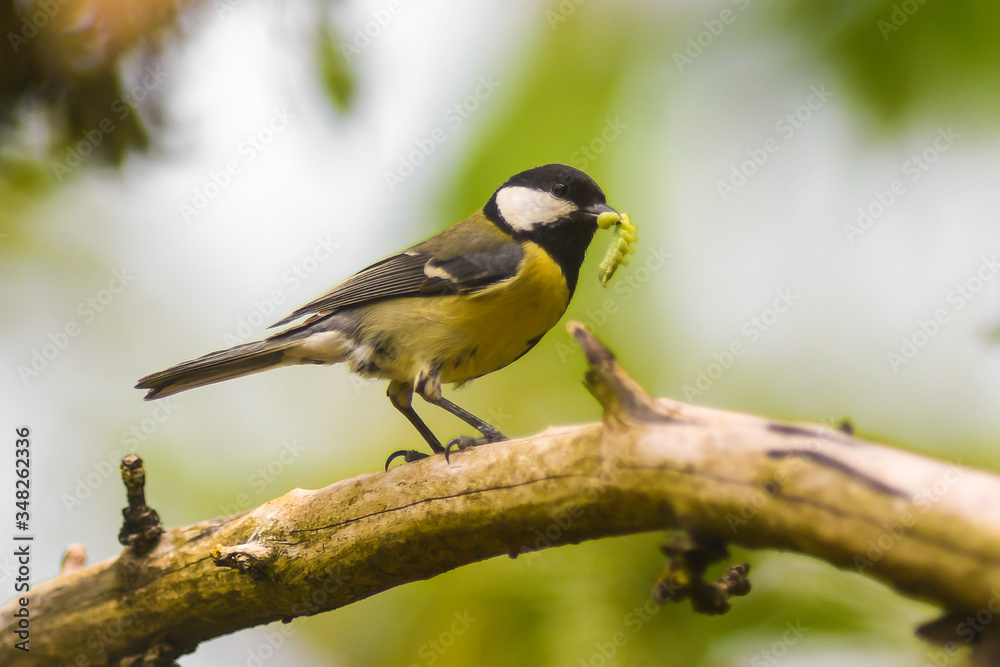 cinciallegra (Parus major) su ramo,primo piano con imbeccata