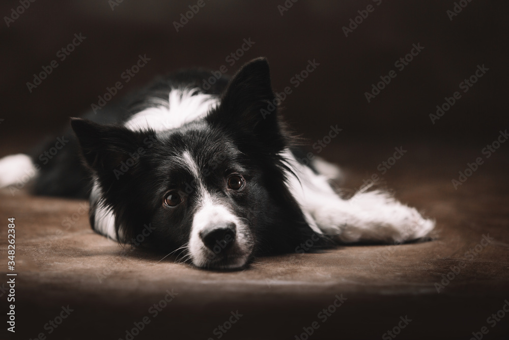 Portrait of a cute dog in black and white. Dark background. Border Collie.