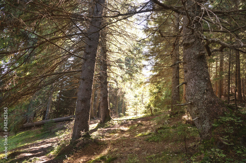 forest in the sunlight: pine trees in the sun