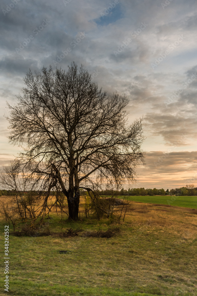 beautiful tree