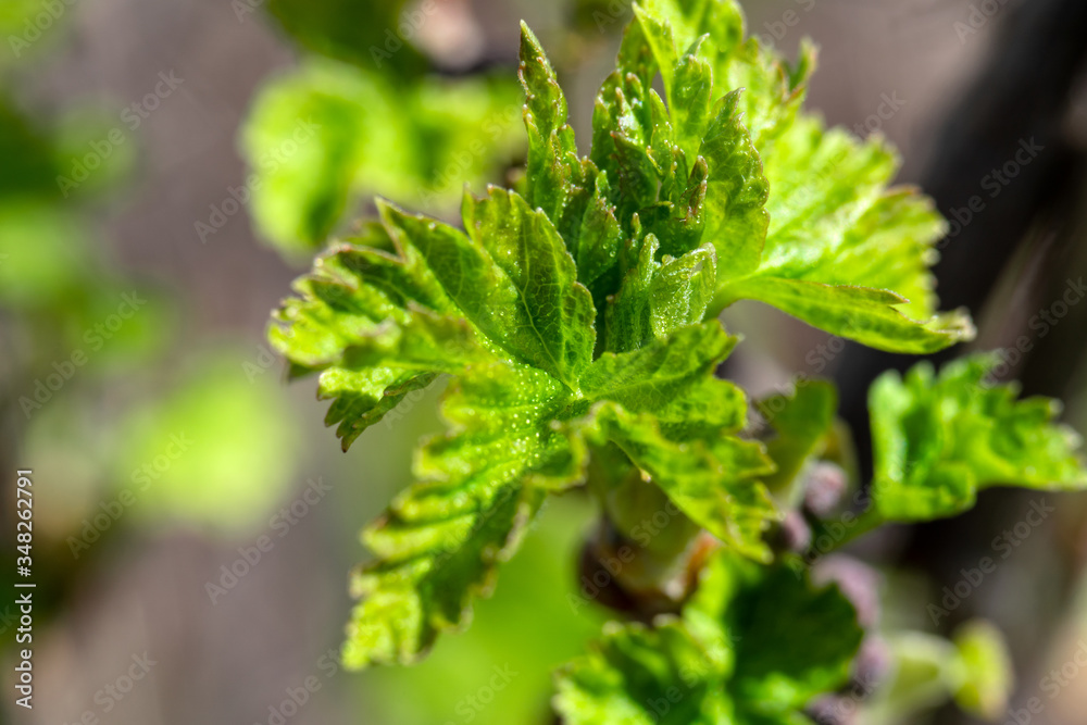young green currant leaves on a branch in the garden young green currant leaves on a branch in the garden