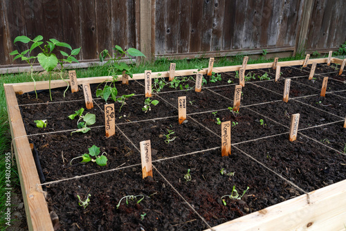 Section of a backyard raised square foot companion vegetable garden photo