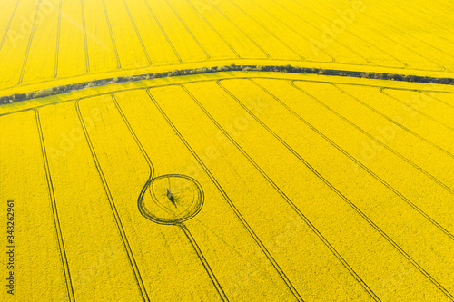 Aerial drone top view of yellow blooming field of rapeseed with lines and circle from tractor tracks on sunny spring or summer day. Nature background, landscape photography © Ivan Kmit