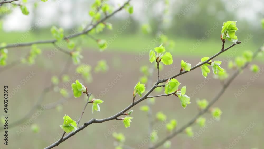 A few twigs with young green leaves. They are located diagonally. They are shaken by the wind. Soft daylight. Closeup. UHD. A few twigs with young green leaves. They are located diagonally. They are shaken by the wind. Soft daylight. Closeup. UHD.