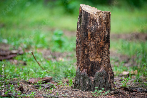 Stump on green grass in forest