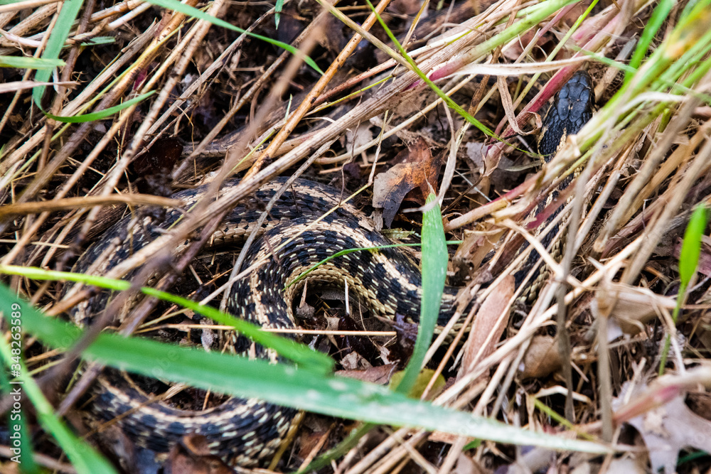 Fototapeta premium Garter Snake in the Grass