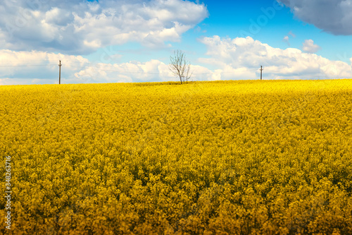 Yellow chain with rapeseed flowers and blue sky