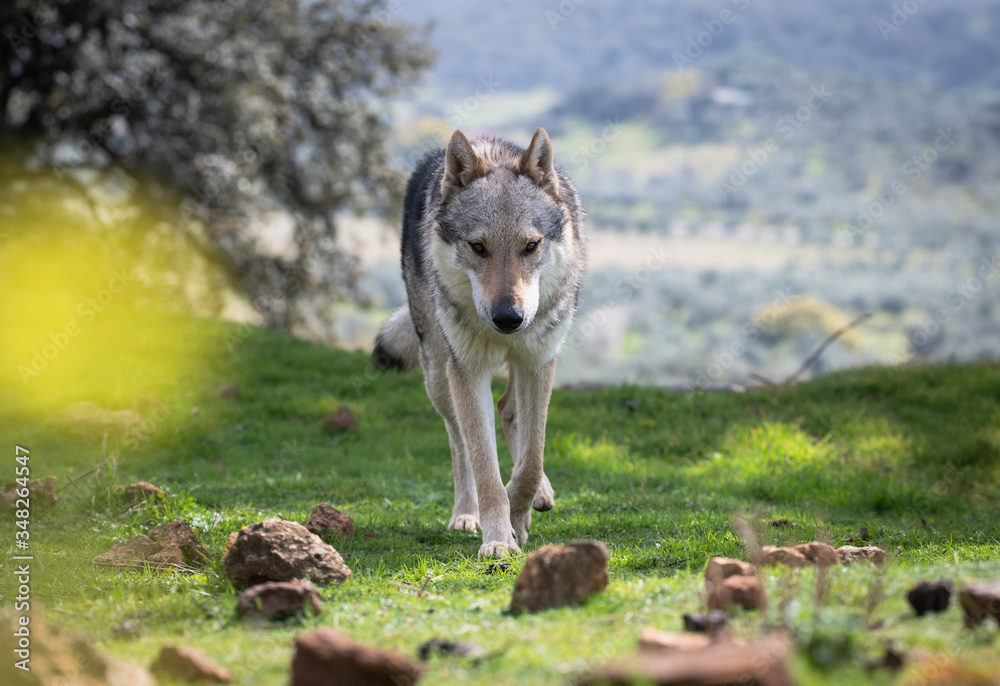 Fototapeta premium Czechoslovakian wolf dog in the countryside. 