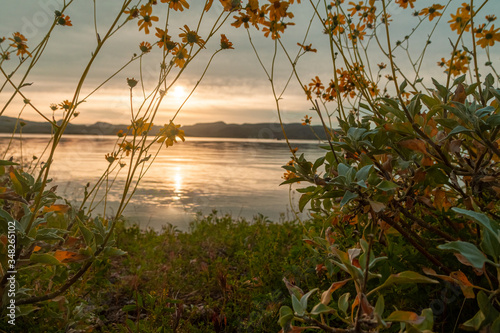 Brittlebush framing a sunrise over a lake with focus on the flowers at Lake Pleasant in Arizona. photo