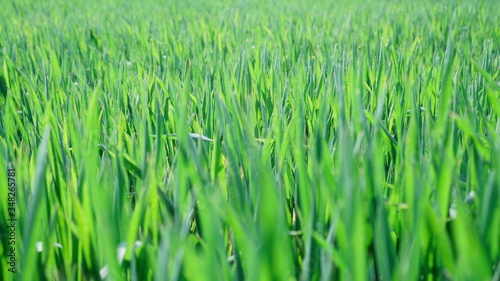 Green Grass with sunlight. Shallow depth of field