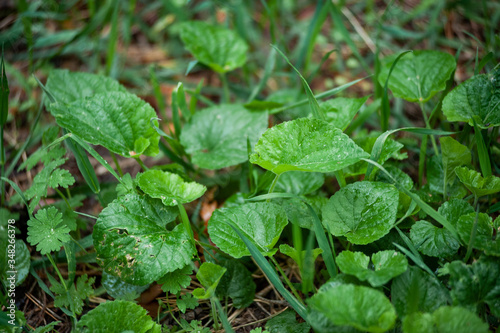 Wallpaper Mural Plantago major (Plantago, Plantain, fleaworts) and drop rain Torontodigital.ca