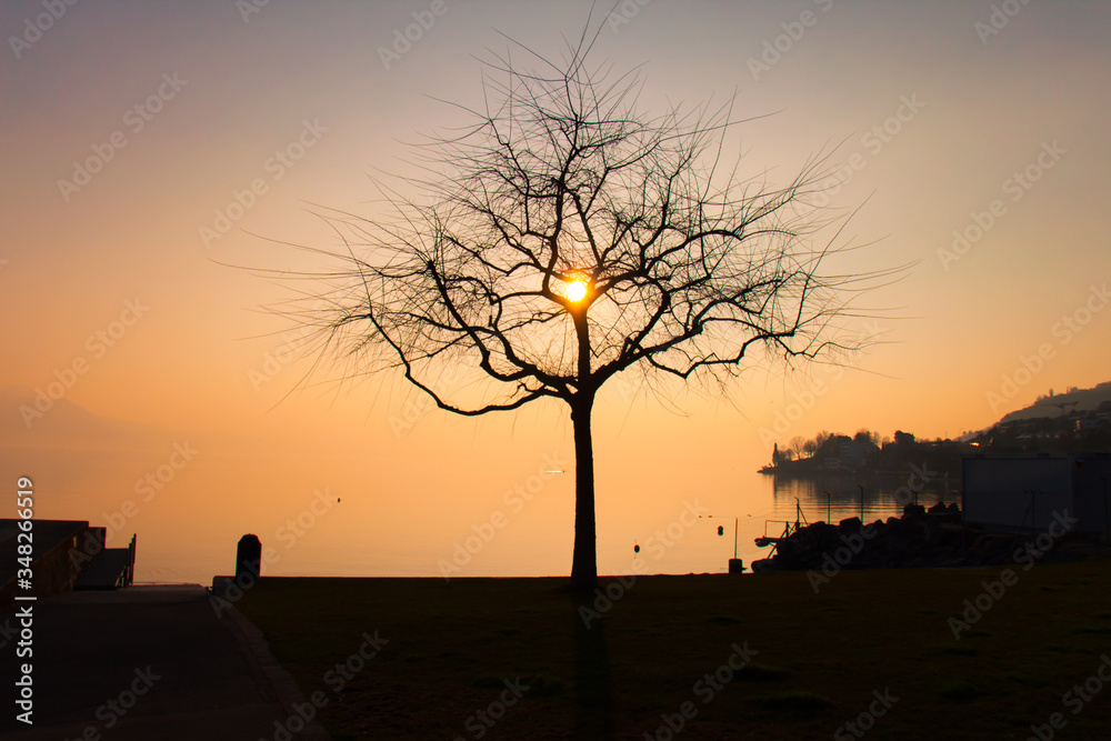 Broken Heart Shape Tree Branches with Sunset in its Center