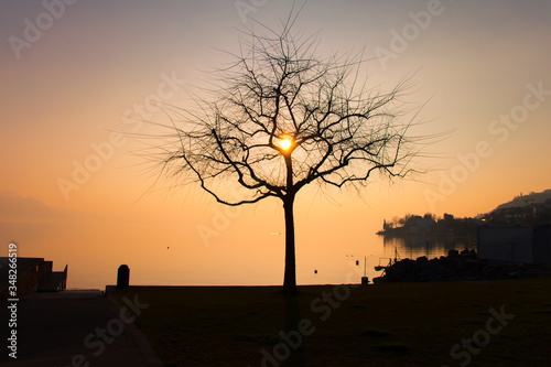 Broken Heart Shape Tree Branches with Sunset in its Center