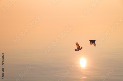 Couple of Seagulls Flying over Shimmering Lake at Sunset