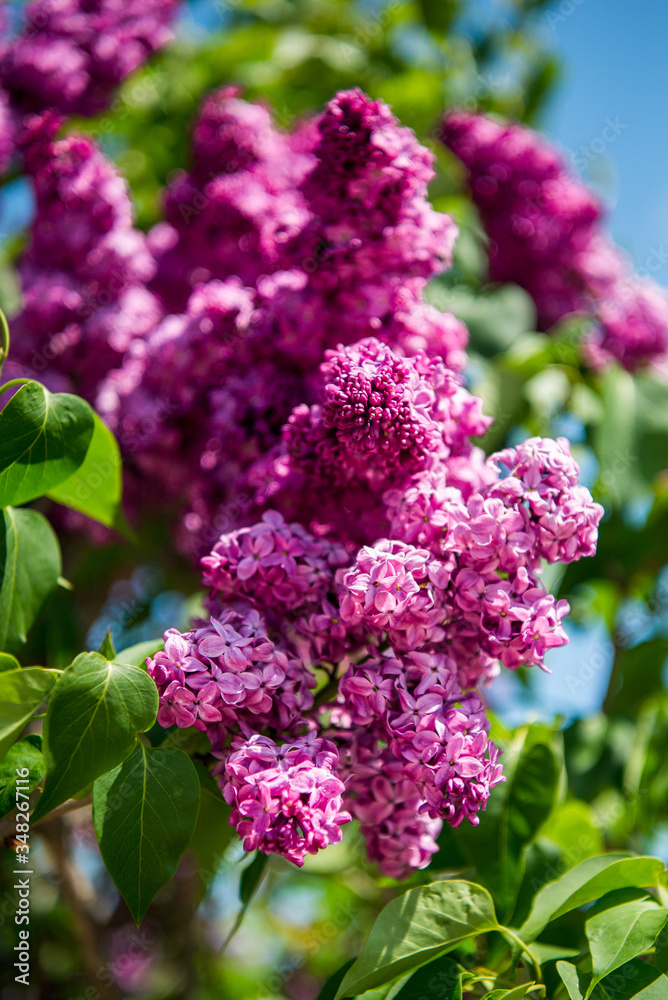 Spring branch of lilac flowers trees. Sunny day in garden outdoors. 
