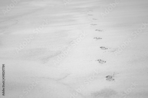 Dog 's footprint on sand beach ground floor , background and texture, black and white color