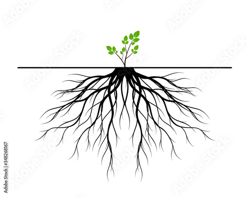 Black Tree Roots. Vector outline Illustration. Plant and Garden.