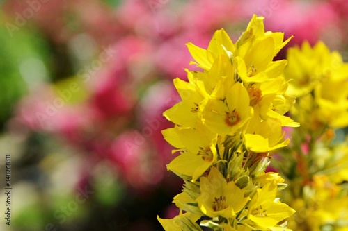 Yellow loosestrife in the flowering garden close-up.