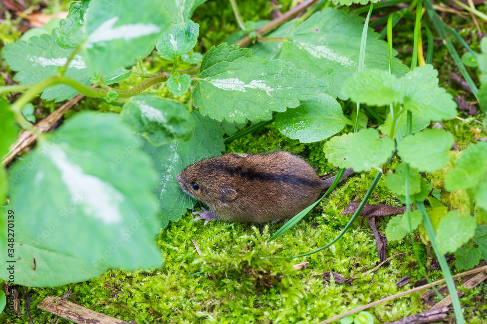 Obraz premium Forest birch mouse (Sicista betulina) among grass on green moss