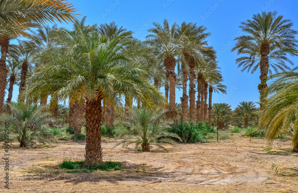 Plantation of date palms, Middle East agriculture industry in desert areas