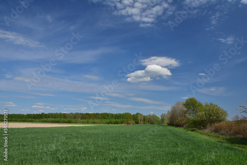Białe chmury na błękitnym niebie ponad zielonym lasem  w słoneczny dzień. © W Korczewski