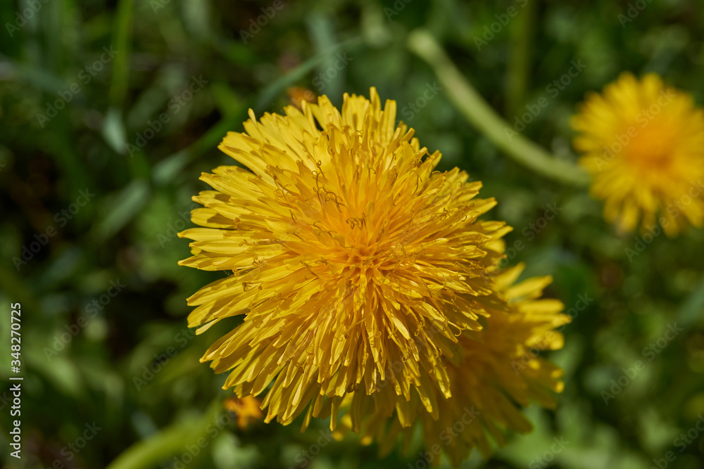 Dandelion (lat. Taraxacum) is a genus of perennial herbaceous plants of the Astrovidae family, or Asteraceae. Dandelions grow in a meadow by the river. Dandelion (lat. Taraxacum) is a genus of perennial herbaceous plants of the Astrovidae family, or Asteraceae. Dandelions grow in a meadow by the river.