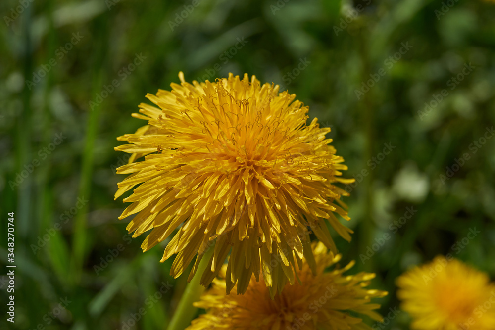 Dandelion (lat. Taraxacum) is a genus of perennial herbaceous plants of the Astrovidae family, or Asteraceae. Dandelions grow in a meadow by the river. Dandelion (lat. Taraxacum) is a genus of perennial herbaceous plants of the Astrovidae family, or Asteraceae. Dandelions grow in a meadow by the river.
