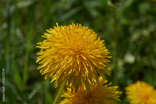 Dandelion  lat. Taraxacum  is a genus of perennial herbaceous plants of the Astrovidae family  or Asteraceae. Dandelions grow in a meadow by the river.