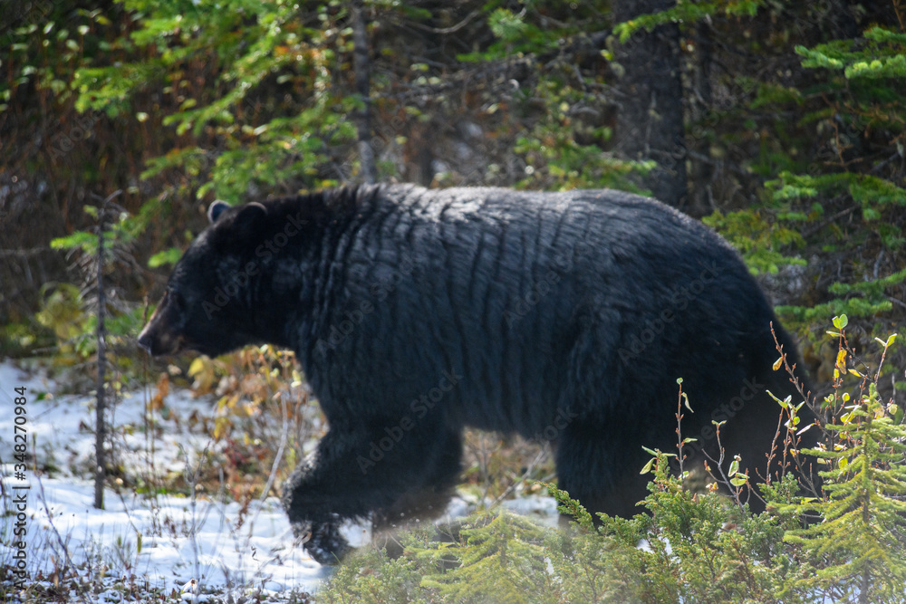 An American Black Bear Baribal on snow in forest