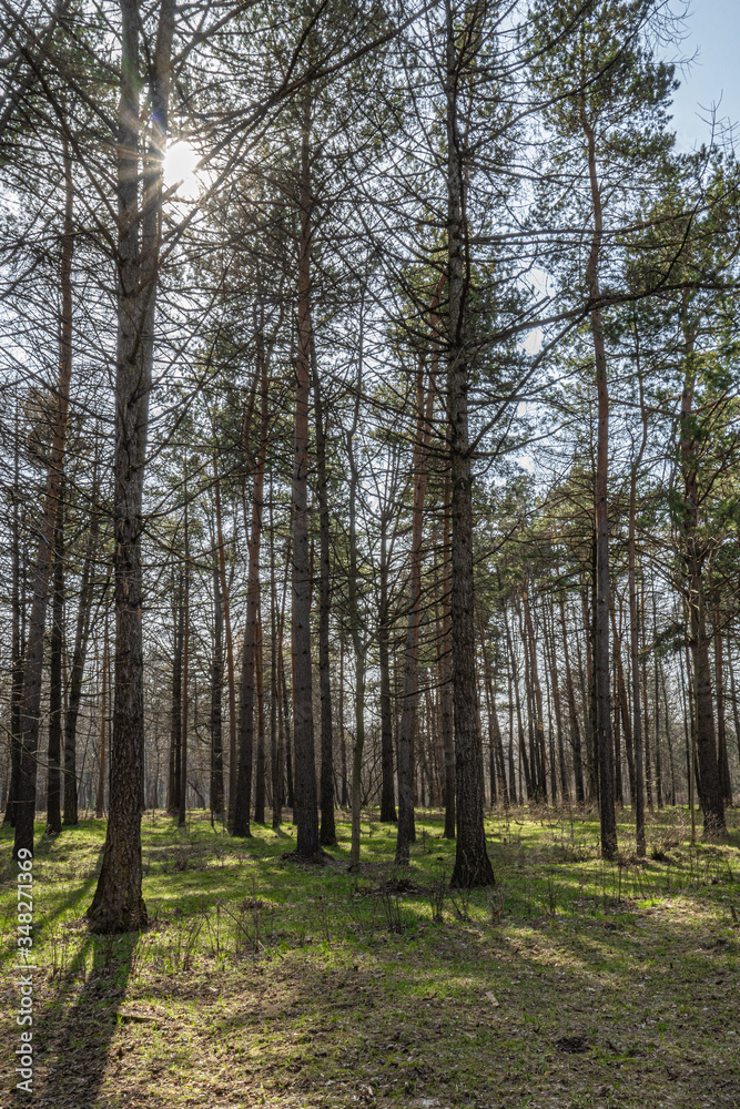 Fototapeta premium Spring day in the pine forest