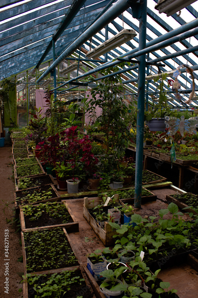 vegetable seedlings in a greenhouse vegetable seedlings in a greenhouse