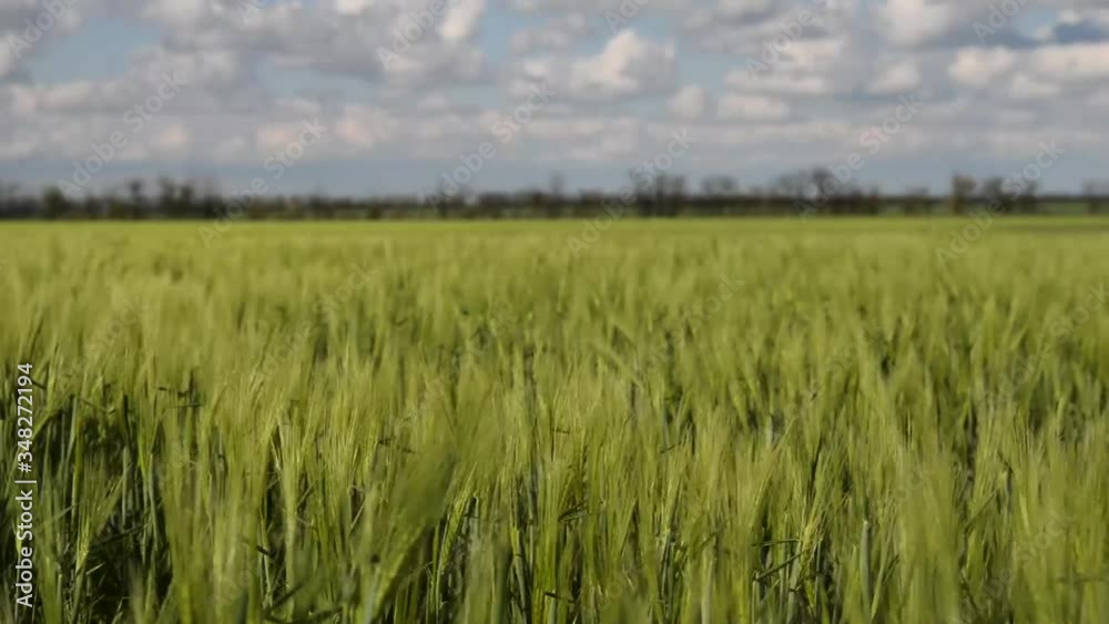 Field of green growing wheat corn on sunny and cloudy spring summer day in countryside Field of green growing wheat corn on sunny and cloudy spring summer day in countryside