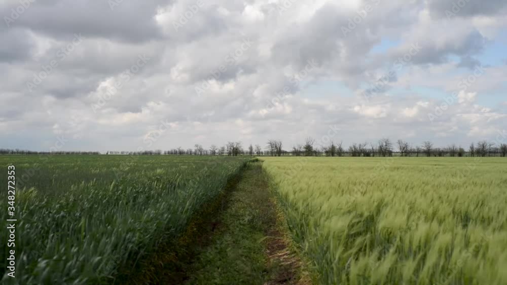 Field of green growing wheat corn on sunny and cloudy spring summer day in countryside Field of green growing wheat corn on sunny and cloudy spring summer day in countryside