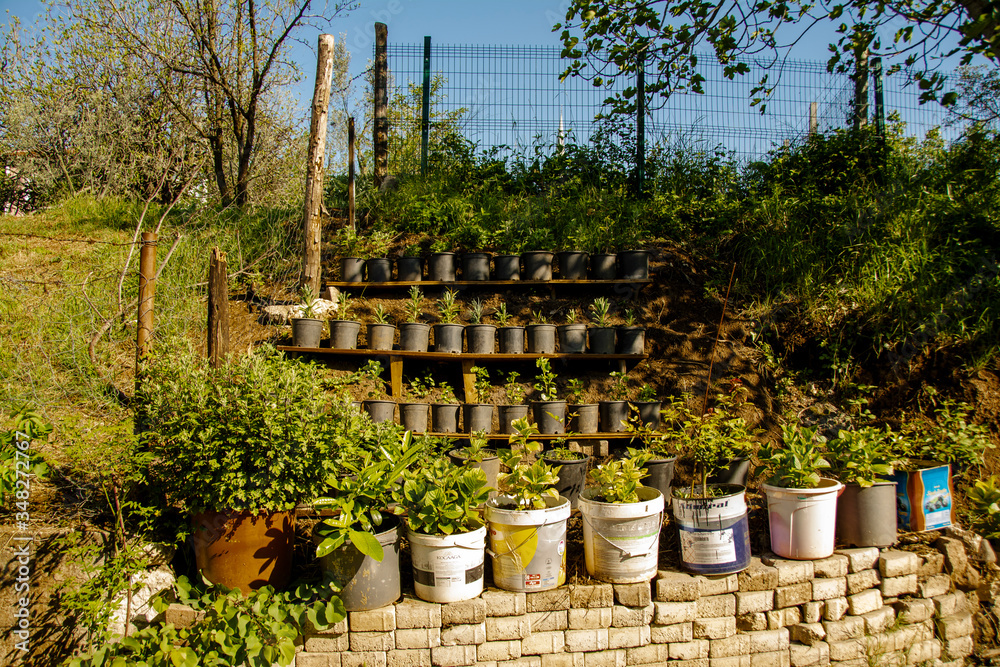 flowers, huts and trees grown in the garden flowers, huts and trees grown in the garden
